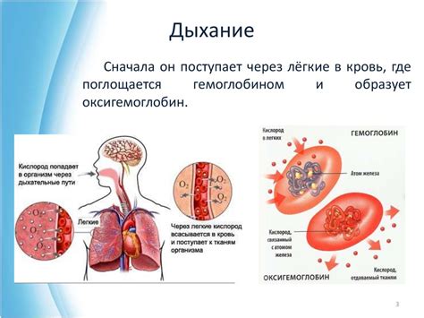 Функции миндалин в организме человека