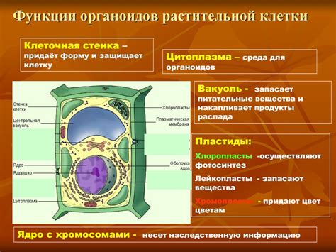 Функции молекул для поддержания формы клетки