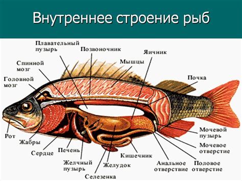 Функции молоков у рыбы