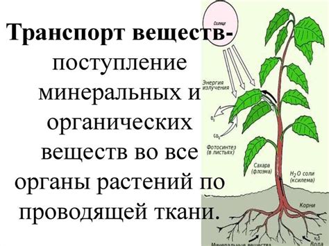 Функции органических веществ в обмене веществ растений