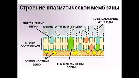 Функции органической мембраны