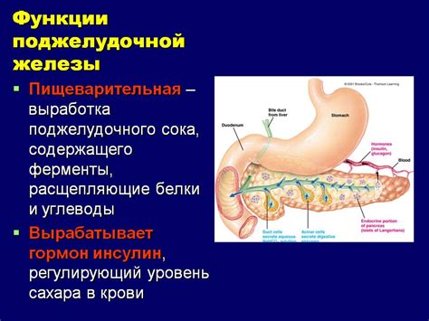 Функции печени, желчного пузыря и поджелудочной железы