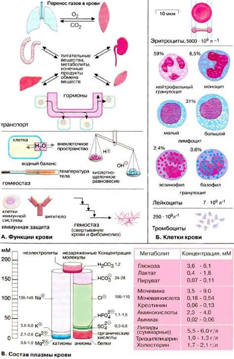 Функции плазмы и крови