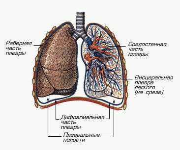 Функции плевральной полости