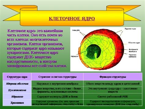 Функции полипептидов в клетках