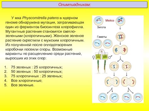 Функции протонемы: