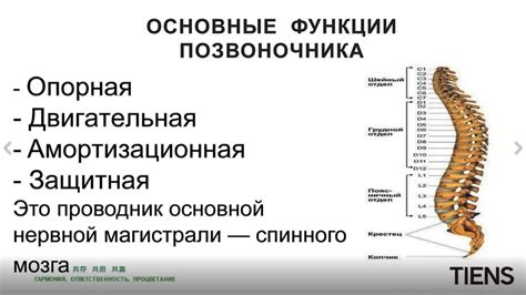 Функции пятого позвонка