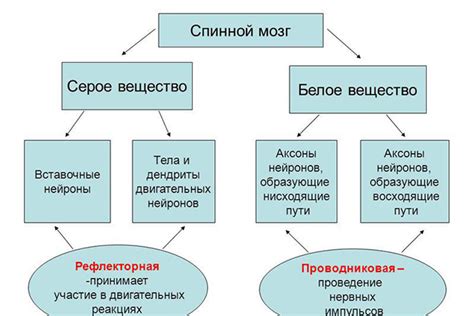 Функции серого вещества в нервной системе