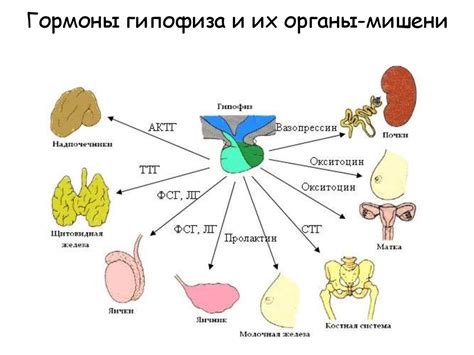 Функции фолликулирующего гормона