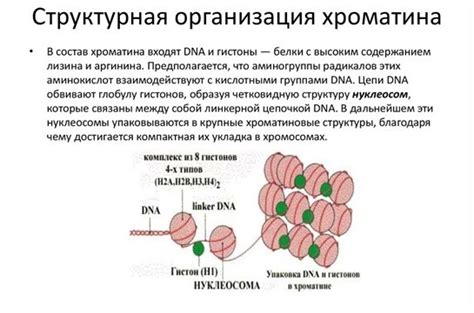 Функции хроматина