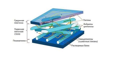 Функции целлюлозы в клеточной стенке растений