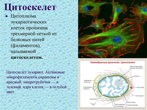 Функции цитоплазмы в клетке