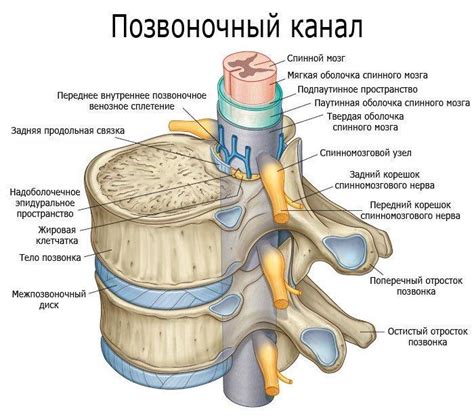 Функции шестой позвонки