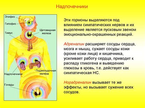 Функции эндокринной системы