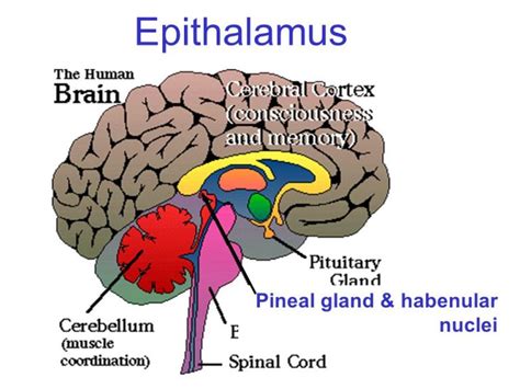 Функции эпиталамуса