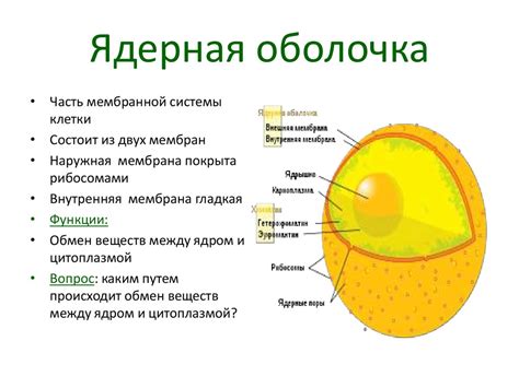 Функции ядерной оболочки клетки