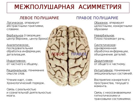 Функциональная лабильность нейронов головного мозга