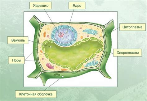 Функциональное назначение клетки