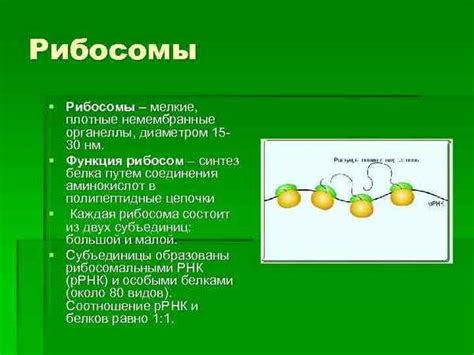 Функция ядрышка в формировании рибосом