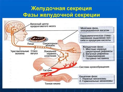 Характеристики астенического типа желудочной секреции