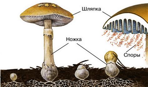 Характеристики гриба