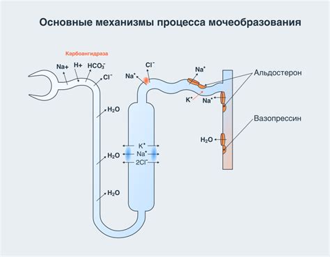 Характерные особенности отеков почечного происхождения