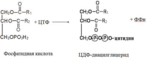 Химическая структура сметаны