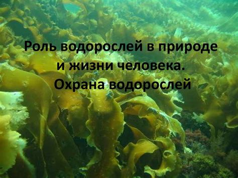 Химические сигналы и их роль в стимуляции перехода водорослей