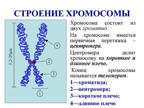 Химический состав хромосом