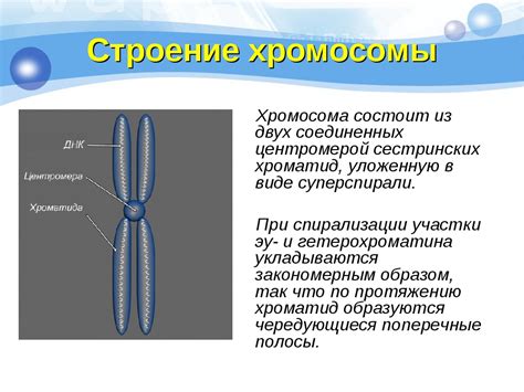 Хромосомы: описание и функции