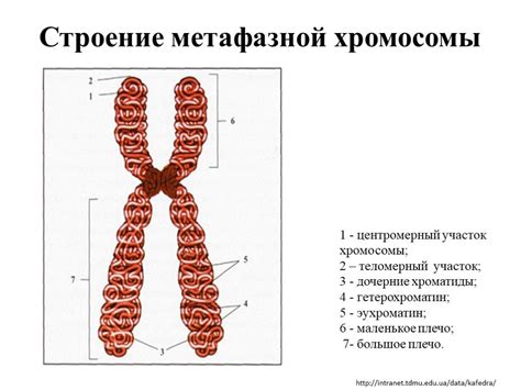 Хромосомы в различных организмах