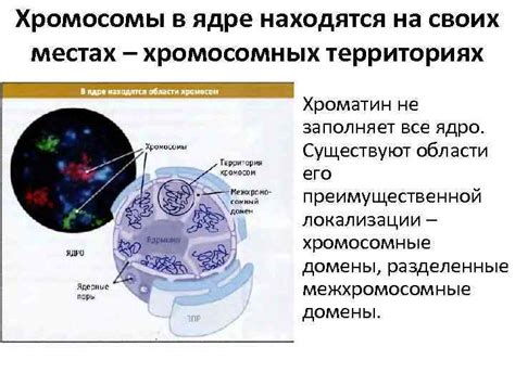 Хромосомы находятся в ядре клетки