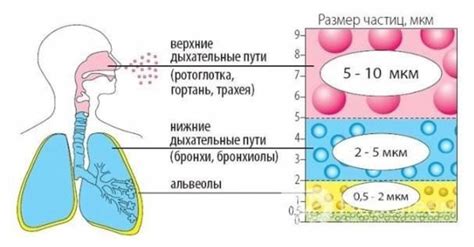 Хроническая бронхолегочная патология