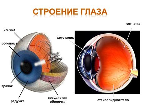 Хрусталик и глазное вещество