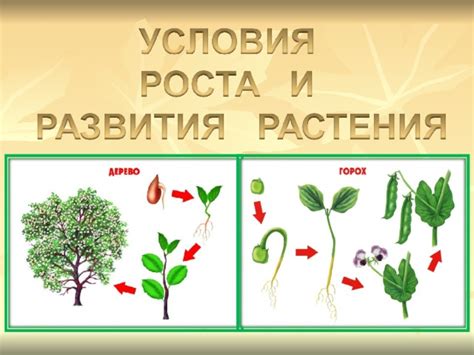 Цветковые гормоны и их влияние на рост растений