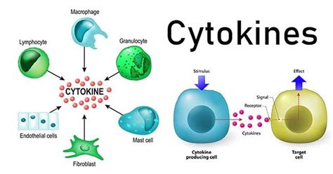 Цитокины и их роль в иммунной системе