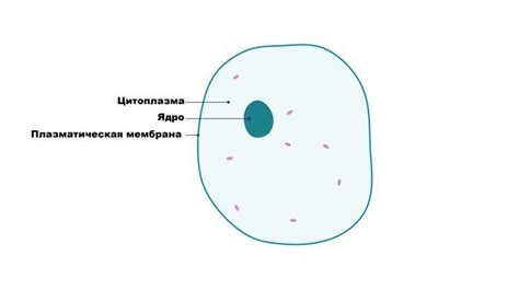 Цитоплазма - место, где происходят основные клеточные процессы