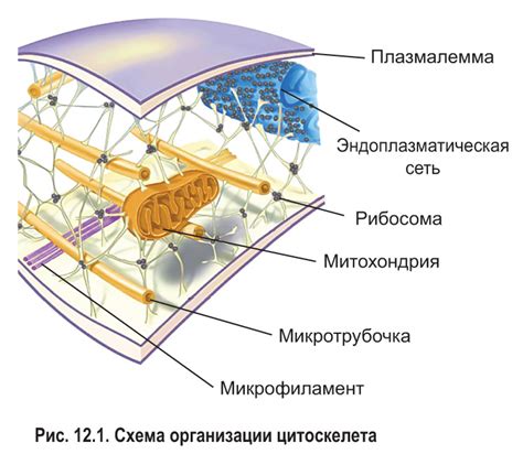 Цитоскелет: микротрубочки, микрофиламенты, интермедиарные филаменты