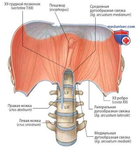 Частичный релакс правого купола диафрагмы