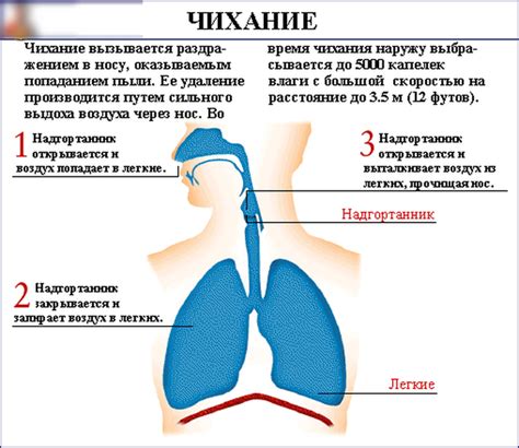 Частые приступы чихания могут быть признаком аллергии