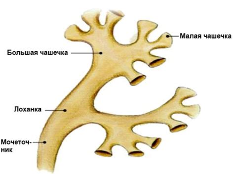 Чашечно лоханочный комплекс: что это такое?