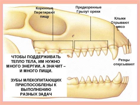 Человек имеет челюстно-зубную систему