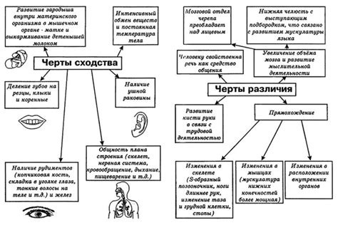 Человек и млекопитающие: генетические и структурные сходства