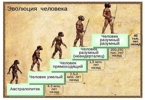 Человек и млекопитающие: общие черты и эволюционное развитие