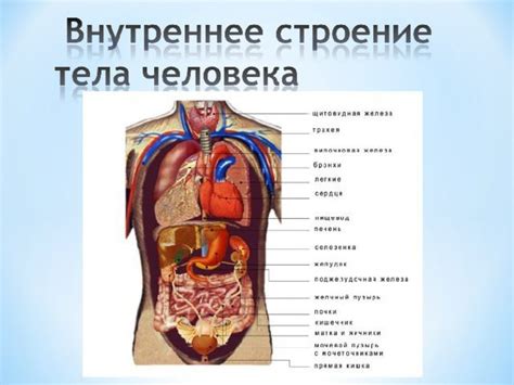 Человеческий организм и его внутреннее строение