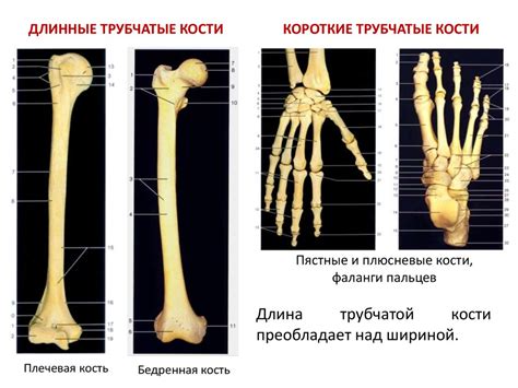 Чему достаточно требуют длинные кости