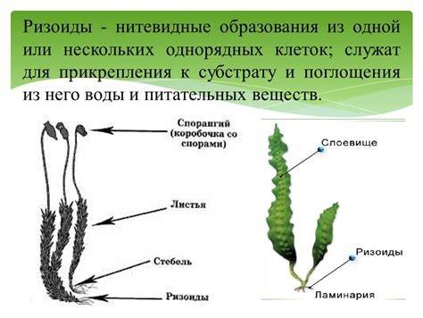 Чем корни отличаются от ризоидов