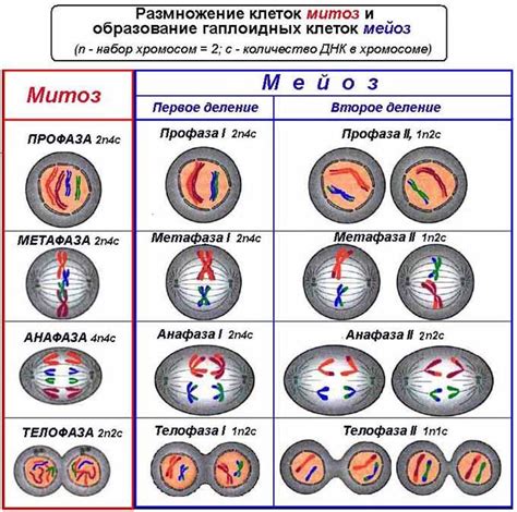 Чем мейоз отличается от митоза