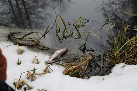 Черная вода в реке: символика и значение