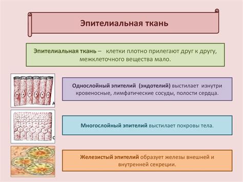 Четкое определение аномального эпителия